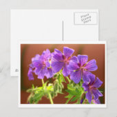 Geranium Blume Postcard Postkarte (Vorne/Hinten)