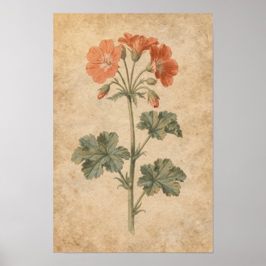 Geranium Botanischer Druck Poster (Vorne)