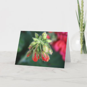 Geranium Buds Karte
