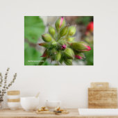Geranium Buds Poster (Küche)