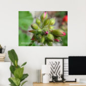 Geranium Buds Poster (Heimbüro)