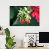 Geranium Buds Poster (Heimbüro)