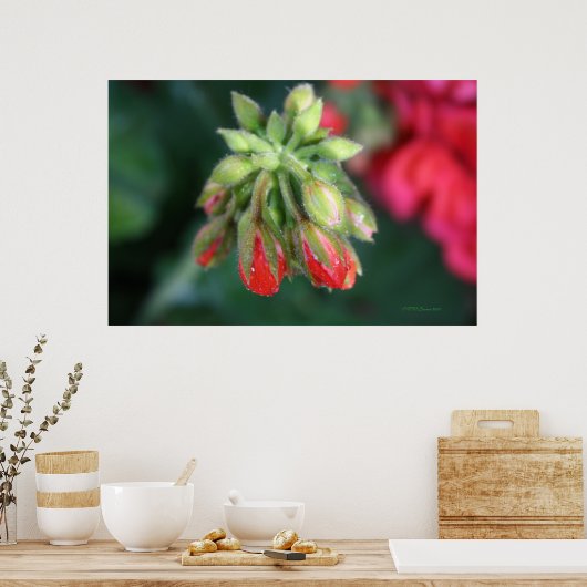 Geranium Buds Poster (Küche)