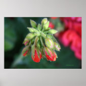 Geranium Buds Poster (Vorne)