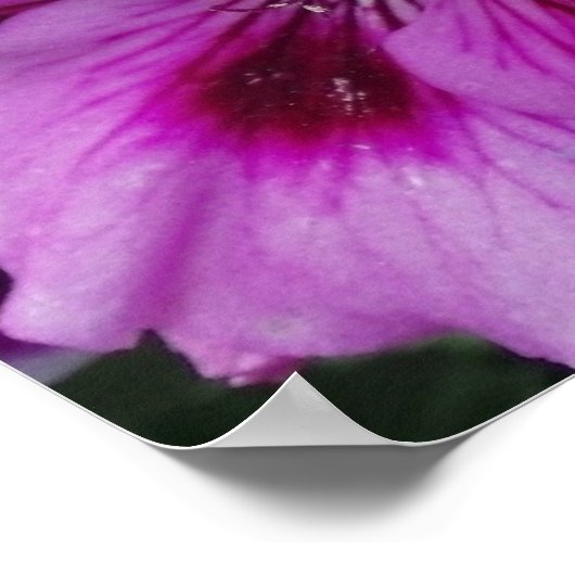 Geranium Care Poster (Ecke)