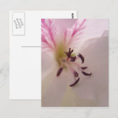 Geranium Center Postcard Postkarte (Vorne/Hinten)