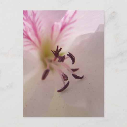 Geranium Center Postcard Postkarte (Vorderseite)