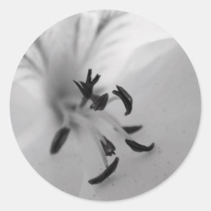 Geranium Center Stickers B&W