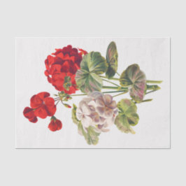 Geranium, Dcoupage Seidenpapier