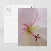 Geranium Detail Postkarte (Vorne/Hinten)