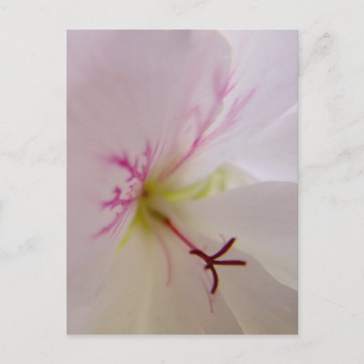 Geranium Detail Postkarte (Vorderseite)