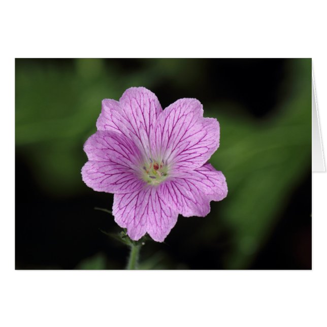 Geranium Endressii (Vorderseite (Horizontal))