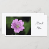 Geranium Endressii - Danke (Vorne/Hinten)