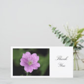 Geranium Endressii - Danke (Stehend Vorderseite)