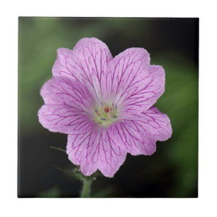 Geranium Endressii Fliese