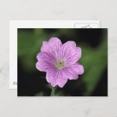 Geranium Endressii Postkarte (Vorne/Hinten)