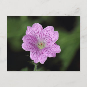 Geranium Endressii Postkarte