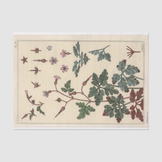Geranium, Eugene Grasset Botany Serie Seidenpapier (Vorderseite)