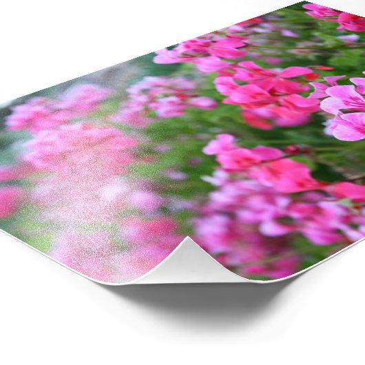 Geranium Foto Print (Ecke)