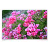 Geranium Foto Print (Vorne)