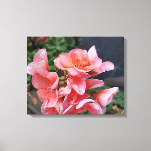 Geranium Garden Blume Canvas Print Leinwanddruck (Vorderseite)