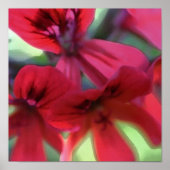 Geranium gestrichen poster (Vorne)