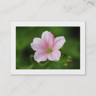 Geranium (grenzt) visitenkarte