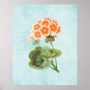 Geranium-Illustration auf gealtertem Denim Poster