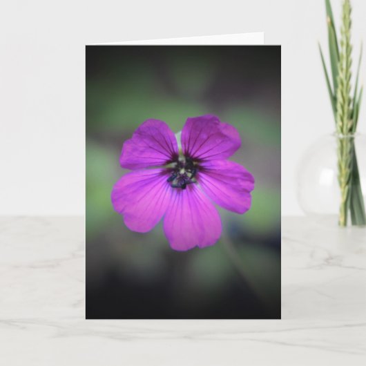 Geranium, Karte (Vorderseite)