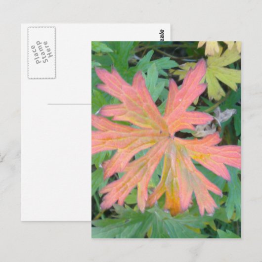 Geranium Leaf Postcard Postkarte (Vorne/Hinten)