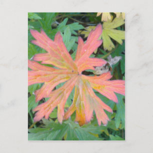 Geranium Leaf Postcard Postkarte