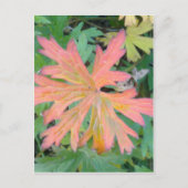 Geranium Leaf Postcard Postkarte (Vorderseite)