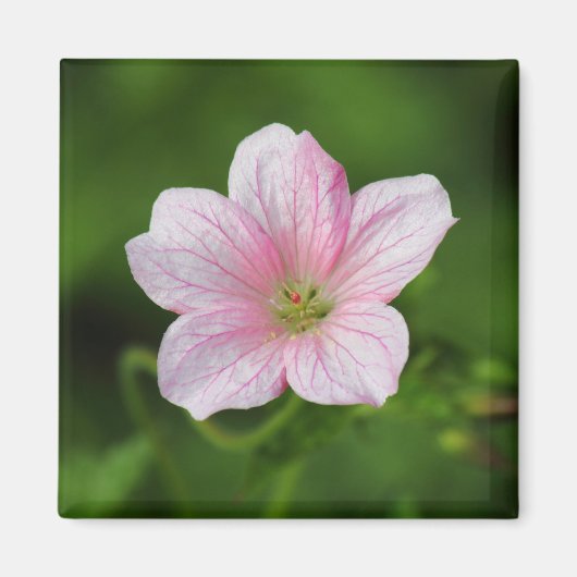 Geranium Magnet (Vorne)