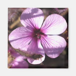Geranium Magnet