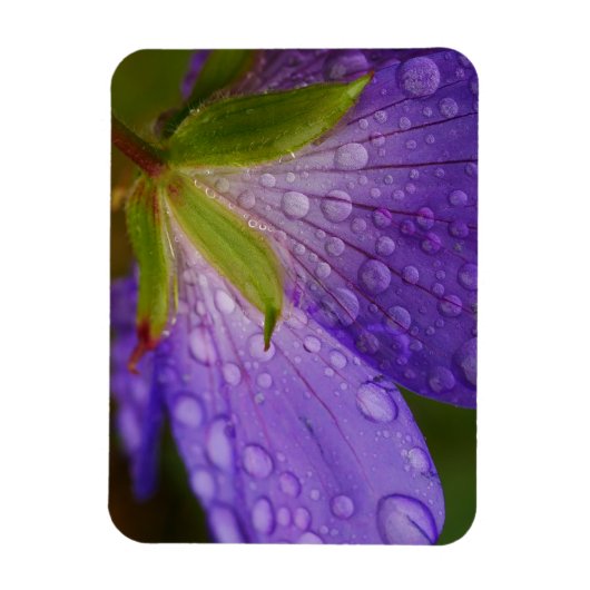 Geranium Magnet (Vertikal)