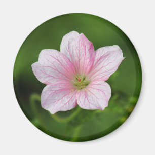 Geranium Magnet