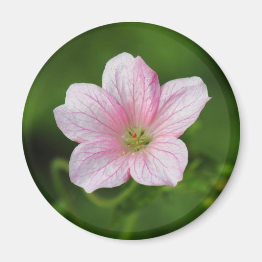 Geranium Magnet (Vorne)