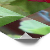 Geranium Pflanze Red Floral Poster (Ecke)