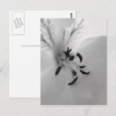 Geranium Postcard B&W Postkarte (Vorne/Hinten)