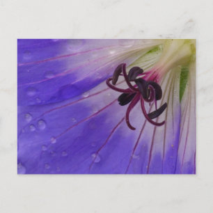 Geranium Postcard Postkarte