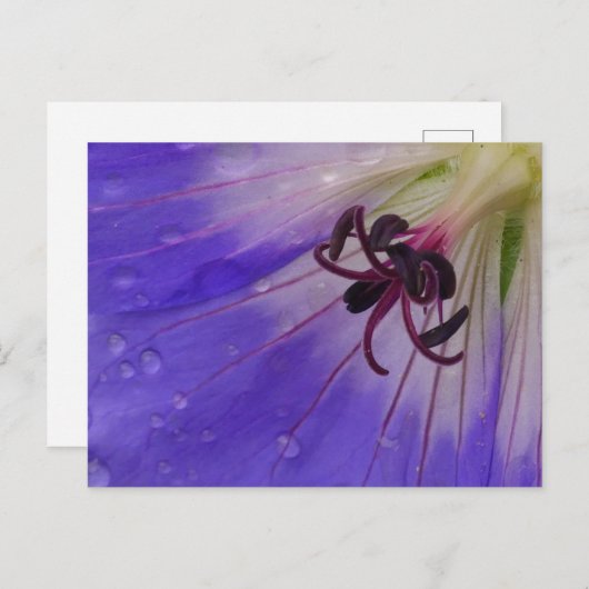 Geranium Postcard Postkarte (Vorne/Hinten)