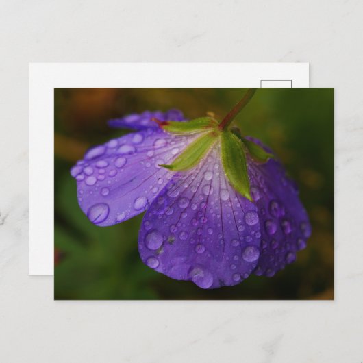Geranium Postcard Postkarte (Vorne/Hinten)