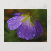 Geranium Postcard Postkarte (Vorderseite)