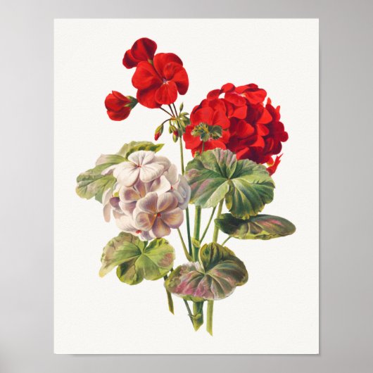 Geranium Poster (Vorne)
