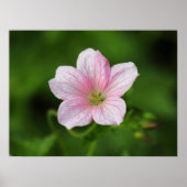 Geranium Poster (Vorne)