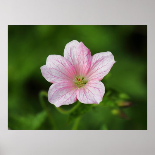 Geranium Poster (Vorne)