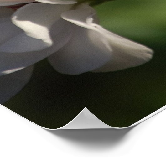 Geranium Poster (Ecke)