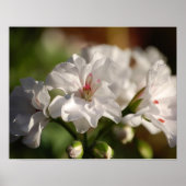 Geranium Poster (Vorne)