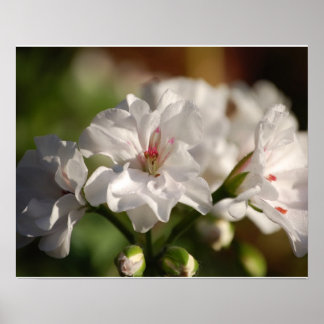 Geranium Poster