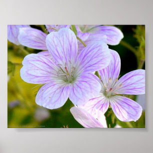 Geranium Poster